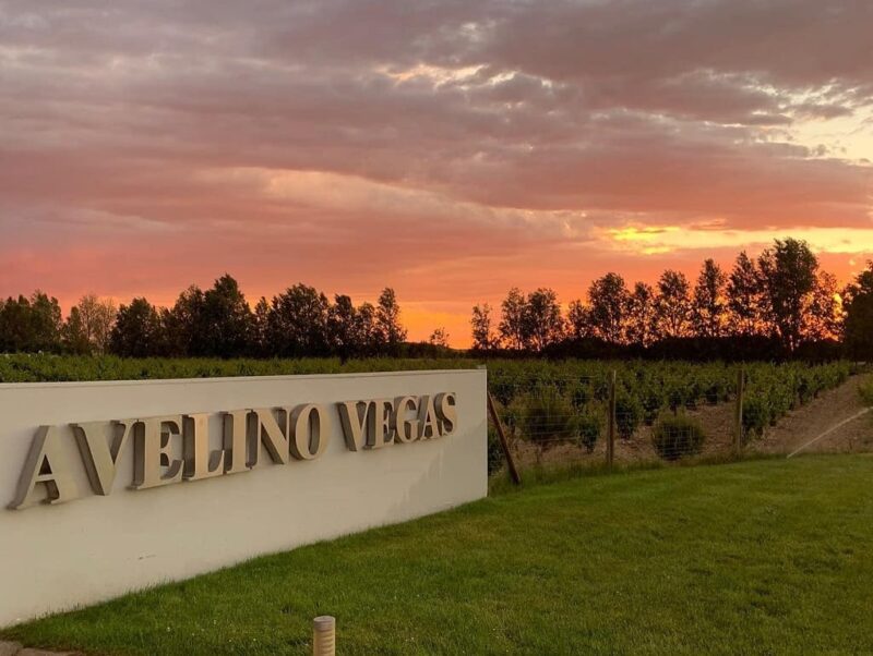 bodegas avelino vegas